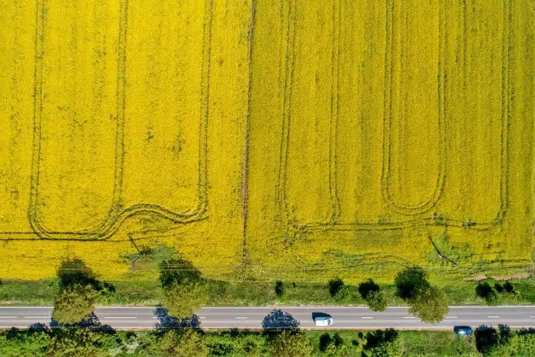 agriculture - yellow field from drone