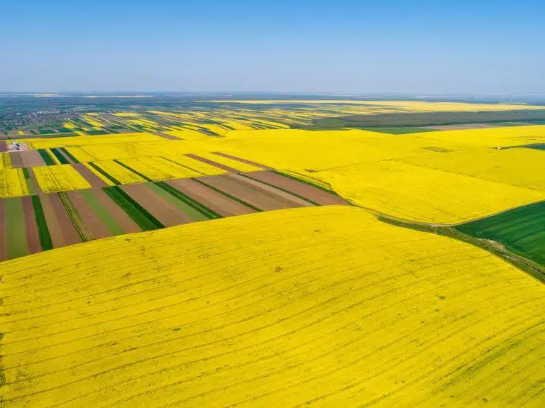 yellow field photographerd from drone