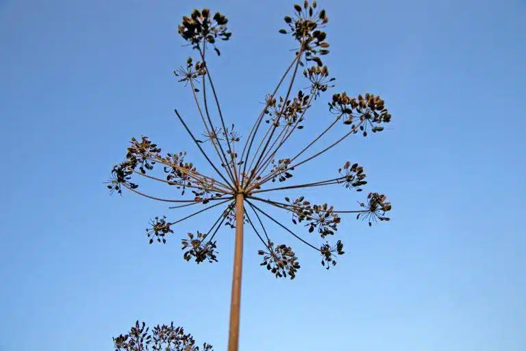 Lumea văzută de jos în sus