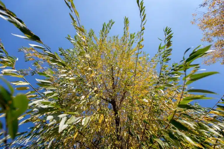 Lumea văzută de jos în sus