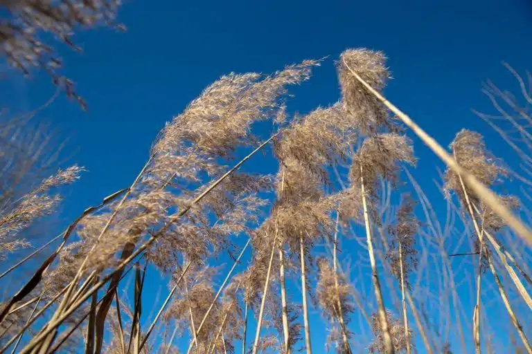 Lumea văzută de jos în sus