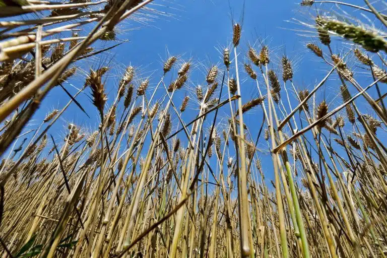 Lumea văzută de jos în sus