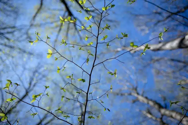 Lumea văzută de jos în sus