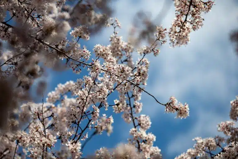 Lumea văzută de jos în sus