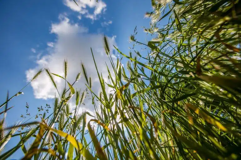 Lumea văzută de jos în sus